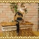 �ꥢ��ʥͥ�����ʪ�����¤ꥭ��åȡ��ߥ����ͤ��Υե����奢������ǭ���֥������������Υ���ƥꥢ�ˤ����Υ����ʥ��ȤȤ���