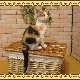 �ꥢ��ʥͥ�����ʪ�����¤ꥭ��åȡ��ߥ����ͤ��Υե����奢������ǭ���֥������������Υ���ƥꥢ�ˤ����Υ����ʥ��ȤȤ���