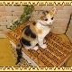 �ꥢ��ʥͥ�����ʪ�����¤ꥭ��åȡ��ߥ����ͤ��Υե����奢������ǭ���֥������������Υ���ƥꥢ�ˤ����Υ����ʥ��ȤȤ���