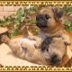�ꥢ��ʸ�����ʪ���ѥ����ĥ��󥺡��ɥå����Ҥ��̡������ǥ����������֥����������ʥ��ȡ��٥��������ȡ����̥��֥������ե����奢