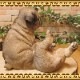 �ꥢ��ʸ�����ʪ���ѥ����ĥ��󥺡��ɥå����Ҥ��̡������ǥ����������֥����������ʥ��ȡ��٥��������ȡ����̥��֥������ե����奢