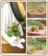 �ꥢ��ʡ����������ʪ�����ޥ����롡�������åȡ��ɡ��롡�ե����奢�������ǥ˥󥰡�����ࡡ�ߥ˥��奢������ƥꥢ
