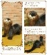 ���臘���������ף����ꥢ���ưʪ�Τ̤������