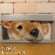 �ꥢ��� ���̤���ʪ���ץ졼�ȡ��ɥå����Ƹ� ���Υ��֥��� ���̥������ Ź������ �������Υ���ƥꥢ�˥����ǥ˥󥰤��Ǻ��