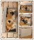 �ꥢ��� ���̤���ʪ���ץ졼�ȡ��ɥå����Ƹ� ���Υ��֥��� ���̥������ Ź������ �������Υ���ƥꥢ�˥����ǥ˥󥰤��Ǻ��