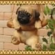 �ꥢ��ʸ�����ʪ���֥�󥳥ɥå����������ס��ѥ������̤Υե����������֥����������ǥ󡡥٥��������ȡ��������Υ���ƥꥢ�ˤ����Υ����ʥ��ȤȤ��Ƥ�