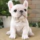������ʪ���ƥե����֥�ɥå������¤ꡡ�ۥ磻�ȡ��ꥢ��ʸ�����ʪ�����¤� �Ҥ��̡������ǥ�ưʪ���֥����������ʥ��ȡ�Ź�ޡ������󥿡�������������ƥꥢ�������衡��