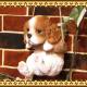 �ꥢ��ʸ�����ʪ���֥�󥳥ɥå����������ס�����Хꥢ�����̤Υե���������Хꥢ�����󥰡����㡼�륺�����ѥ˥�����������Υ���ƥꥢ�ˤ����Υ����ʥ��ȤȤ��Ƥ⡡