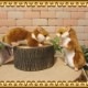 �ꥢ��� ưʪ�� �̤������ �ϥॹ���� ���Υ��å� ���˥ޥ� ���֥��� ����ƥꥢ ���å� �ե����奢