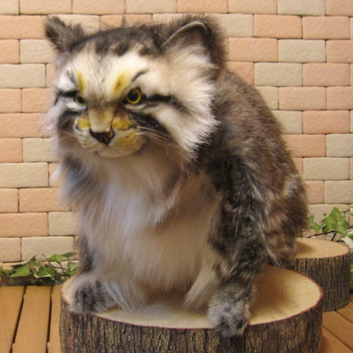 ǭʪ礭ƥꥢʡޥ̥̤ͥߡåȡǭʪͥΥ֥ƥꥢե奢