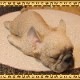 �ե����֥�ɥå�����ʪ���ꥢ��ʸ�����ʪ���ޤä���ɥå����ե�֥롡���̤Υե����������֥���������ƥꥢ�������ǥ󡡥٥��������ȡ��������Υ���ƥꥢ�ˤ����Υ����ʥ��ȤȤ��Ƥ����
