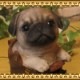�ꥢ��ʸ�����ʪ���ѥ������塼���ɥå����������ס��׷����������Υ���ƥꥢ�ˤ����Υ����ʥ��ȤȤ��Ƥ�������Ҥ��̤Υե������������ǥ˥󥰡����֥�����������