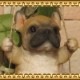 �ꥢ��ʸ�����ʪ���֥�󥳥ɥå����¥����ס��ե����֥�ɥå������̤Υե����������̡������ǥ󡡥���ƥꥢ�������ʥ��ȡ��������Υ���ƥꥢ�ˤ����Υ����ʥ��ȤȤ��Ƥ��