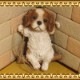 �ꥢ��ʸ�����ʪ���֥�󥳥ɥå����¥����ס�����Хꥢ�����̤Υե����������̡������ǥ󡡥���ƥꥢ�������ʥ��ȡ��������Υ���ƥꥢ�ˤ����Υ����ʥ��ȤȤ��Ƥ��