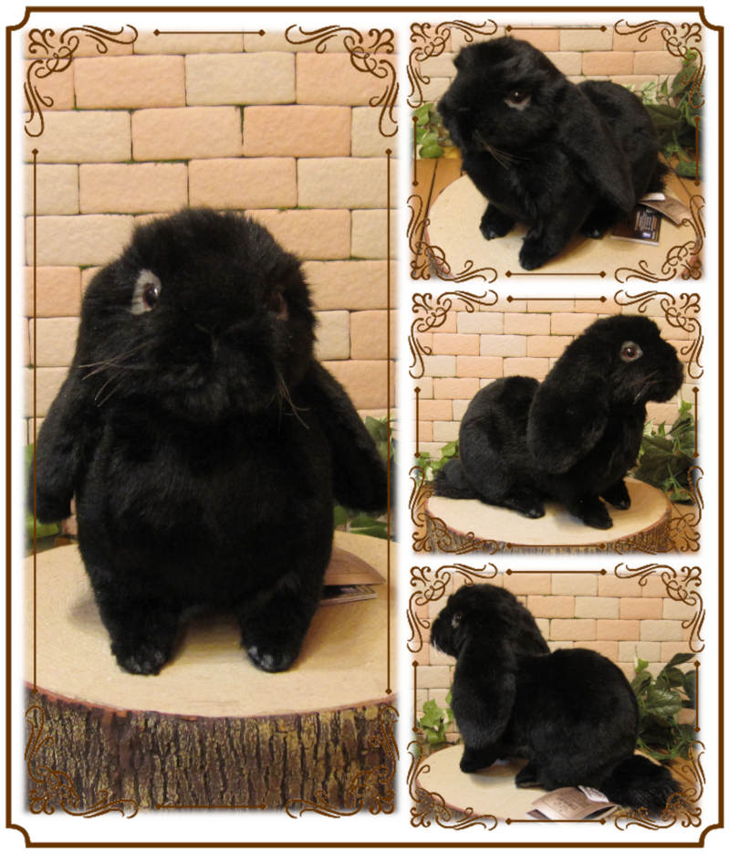 ���åץ��䡼���֥�å����ꥢ��ʥ������Τ̤�����ߡ�����������ʪ����ӥåȥ��֥���������ƥꥢ���Хˡ����å����ե����奢