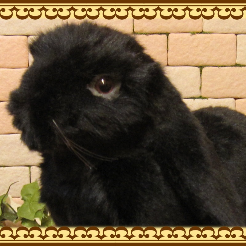 ���åץ��䡼���֥�å����ꥢ��ʥ������Τ̤�����ߡ�����������ʪ����ӥåȥ��֥���������ƥꥢ���Хˡ����å����ե����奢