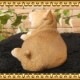 ������ʪ���Ƹ����ꥢ��ʤ��̤���ʪ�������٤ꡡ�ơ����Ф��̤Υե����������Х�����������Υ���ƥꥢ�ˤ����Υ����ʥ��ȤȤ��Ƥ����