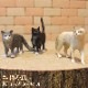 �ꥢ��ʡ�ǭ����ʪ������åȡ��������åȡ��¡��ͤ������֥������ɡ��롡�ե����奢�������ǥ˥󥰡��ߥ˥��奢������ƥꥢ