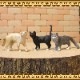 �ꥢ��ʡ�ǭ����ʪ������åȡ��������åȡ��¡��ͤ������֥������ɡ��롡�ե����奢�������ǥ˥󥰡��ߥ˥��奢������ƥꥢ