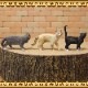 �ꥢ��ʡ�ǭ����ʪ������åȡ��������åȡ��¡��ͤ������֥������ɡ��롡�ե����奢�������ǥ˥󥰡��ߥ˥��奢������ƥꥢ