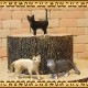 �ꥢ��ʡ�ǭ����ʪ������åȡ��������åȡ��¡��ͤ������֥������ɡ��롡�ե����奢�������ǥ˥󥰡��ߥ˥��奢������ƥꥢ