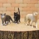 �ꥢ��ʡ�ǭ����ʪ������åȡ��������åȡ��¡��ͤ������֥������ɡ��롡�ե����奢�������ǥ˥󥰡��ߥ˥��奢������ƥꥢ
