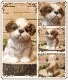 ʪסꥢʸʪ¤ Ҥ̡ǥưʪ֥ǥ󡡥ʥȡŹޡ󥿡֥ƥꥢ衡