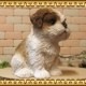 ʪסꥢʸʪ¤ Ҥ̡ǥưʪ֥ǥ󡡥ʥȡŹޡ󥿡֥ƥꥢ衡