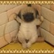 �ꥢ��ʸ�����ʪ���֥�󥳥ɥå����¥����ס��ѥ������̤Υե����������̡������ǥ󡡥���ƥꥢ�������ʥ��ȡ��������Υ���ƥꥢ�ˤ����Υ����ʥ��ȤȤ��Ƥ��