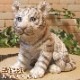 �ꥢ��ʸפ���ʪ���٥ӡ����ۥ磻�ȥ����������ȥ顡�Ȥ顡�ҡ����١��ﵯʪ�����˥ޥ륪�֥����������ǥ󡡥٥��������ȡ������ǥ˥󥰡��������Υ���ƥꥢ�ˤ����Υ����ʥ��ȤȤ��Ƥ����