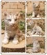�ꥢ��ʸפ���ʪ���٥ӡ����ۥ磻�ȥ����������ȥ顡�Ȥ顡�ҡ����١��ﵯʪ�����˥ޥ륪�֥����������ǥ󡡥٥��������ȡ������ǥ˥󥰡��������Υ���ƥꥢ�ˤ����Υ����ʥ��ȤȤ��Ƥ����
