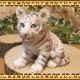 �ꥢ��ʸפ���ʪ���٥ӡ����ۥ磻�ȥ����������ȥ顡�Ȥ顡�ҡ����١��ﵯʪ�����˥ޥ륪�֥����������ǥ󡡥٥��������ȡ������ǥ˥󥰡��������Υ���ƥꥢ�ˤ����Υ����ʥ��ȤȤ��Ƥ����