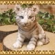 �ꥢ��ʸפ���ʪ���٥ӡ����ۥ磻�ȥ����������ȥ顡�Ȥ顡�ҡ����١��ﵯʪ�����˥ޥ륪�֥����������ǥ󡡥٥��������ȡ������ǥ˥󥰡��������Υ���ƥꥢ�ˤ����Υ����ʥ��ȤȤ��Ƥ����