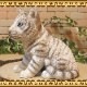 �ꥢ��ʸפ���ʪ���٥ӡ����ۥ磻�ȥ����������ȥ顡�Ȥ顡�ҡ����١��ﵯʪ�����˥ޥ륪�֥����������ǥ󡡥٥��������ȡ������ǥ˥󥰡��������Υ���ƥꥢ�ˤ����Υ����ʥ��ȤȤ��Ƥ����