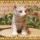 �ꥢ��ʸפ���ʪ���٥ӡ����ۥ磻�ȥ����������ȥ顡�Ȥ顡�ҡ����١��ﵯʪ�����˥ޥ륪�֥����������ǥ󡡥٥��������ȡ������ǥ˥󥰡��������Υ���ƥꥢ�ˤ����Υ����ʥ��ȤȤ��Ƥ����