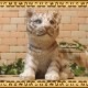 �ꥢ��ʸפ���ʪ���٥ӡ����ۥ磻�ȥ����������ȥ顡�Ȥ顡�ҡ����١��ﵯʪ�����˥ޥ륪�֥����������ǥ󡡥٥��������ȡ������ǥ˥󥰡��������Υ���ƥꥢ�ˤ����Υ����ʥ��ȤȤ��Ƥ����