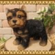 �ꥢ��ʸ�����ʪ���衼�����㡼�ƥꥢ��������ɡ����⡼����������Υ���ƥꥢ�ˤ����Υ����ʥ��ȤȤ��Ƥ�������Ҥ��̤Υե������������ǥ˥󥰡����֥�����������
