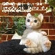 ǭ����ʪ���İ����ͥ��Υ��֥��������Ĥ�������åȡ������٤ꡡ���졼���쥸�����ͤ��Υե������������ǥ󡡸�����