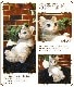 ǭ����ʪ���İ����ͥ��Υ��֥��������Ĥ�������åȡ������٤ꡡ���졼���쥸�����ͤ��Υե������������ǥ󡡸�����