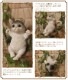 ǭ����ʪ���֥�󥳥���åȡ��¥����ס��ۥ磻�ȡ����졼���ͤ����֥������쥸�������ͥ��ե����奢������ƥꥢ�������ǥ˥��Ǻ�
