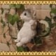 ǭ����ʪ���֥�󥳥���åȡ��¥����ס��ۥ磻�ȡ����졼���ͤ����֥������쥸�������ͥ��ե����奢������ƥꥢ�������ǥ˥��Ǻ�