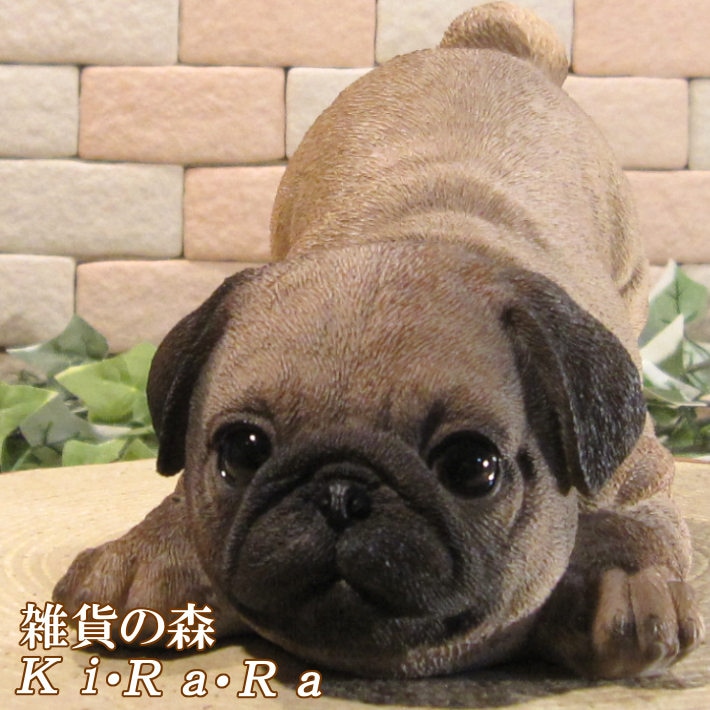 ������ʪ���ѥ����ꥢ��ʤ��̤���ʪ���ΤӤΤӡ��ɥ����ȥåѡ������̤Υ��֥�����Ź�ޡ������������󥿡��������ǥ˥󥰡��٥���������