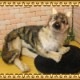 �������ߡ��ӥå����������ꥢ���ϵ�Τ̤�����ߡ�ưʪ���֥�������ʪ�����˥ޥ륰�å����ե����奢������ƥꥢ
