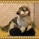 �������ߡ��ӥå����������ꥢ���ϵ�Τ̤�����ߡ�ưʪ���֥�������ʪ�����˥ޥ륰�å����ե����奢������ƥꥢ