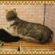 �������ߡ��ӥå����������ꥢ���ϵ�Τ̤�����ߡ�ưʪ���֥�������ʪ�����˥ޥ륰�å����ե����奢������ƥꥢ
