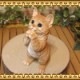 �ꥢ��ʥͥ�����ʪ�����ꤤ����åȡ���������ȥ顡�ͤ��Υե����奢��ǭ���֥������������Υ���ƥꥢ�ˤ����Υ����ʥ��ȤȤ��Ƥ����