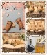 �ꥢ��ʻҸ�����ʪ���ޥ���ޥ��ͥåȥɥå� ���ĥ��åȡ��ե����֥�ɥå����ե�֥롡�Ҥ��̤Υե��������������Υ���ƥꥢ�ˡ��ǥ�������Υ��֥����Ȥ���