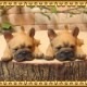 �ꥢ��ʻҸ�����ʪ���ޥ���ޥ��ͥåȥɥå� ���ĥ��åȡ��ե����֥�ɥå����ե�֥롡�Ҥ��̤Υե��������������Υ���ƥꥢ�ˡ��ǥ�������Υ��֥����Ȥ���
