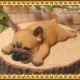 �ꥢ��ʻҸ�����ʪ���ޥ���ޥ��ͥåȥɥå� ���ĥ��åȡ��ե����֥�ɥå����ե�֥롡�Ҥ��̤Υե��������������Υ���ƥꥢ�ˡ��ǥ�������Υ��֥����Ȥ���