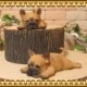 �ꥢ��ʻҸ�����ʪ���ޥ���ޥ��ͥåȥɥå� ���ĥ��åȡ��ե����֥�ɥå����ե�֥롡�Ҥ��̤Υե��������������Υ���ƥꥢ�ˡ��ǥ�������Υ��֥����Ȥ���